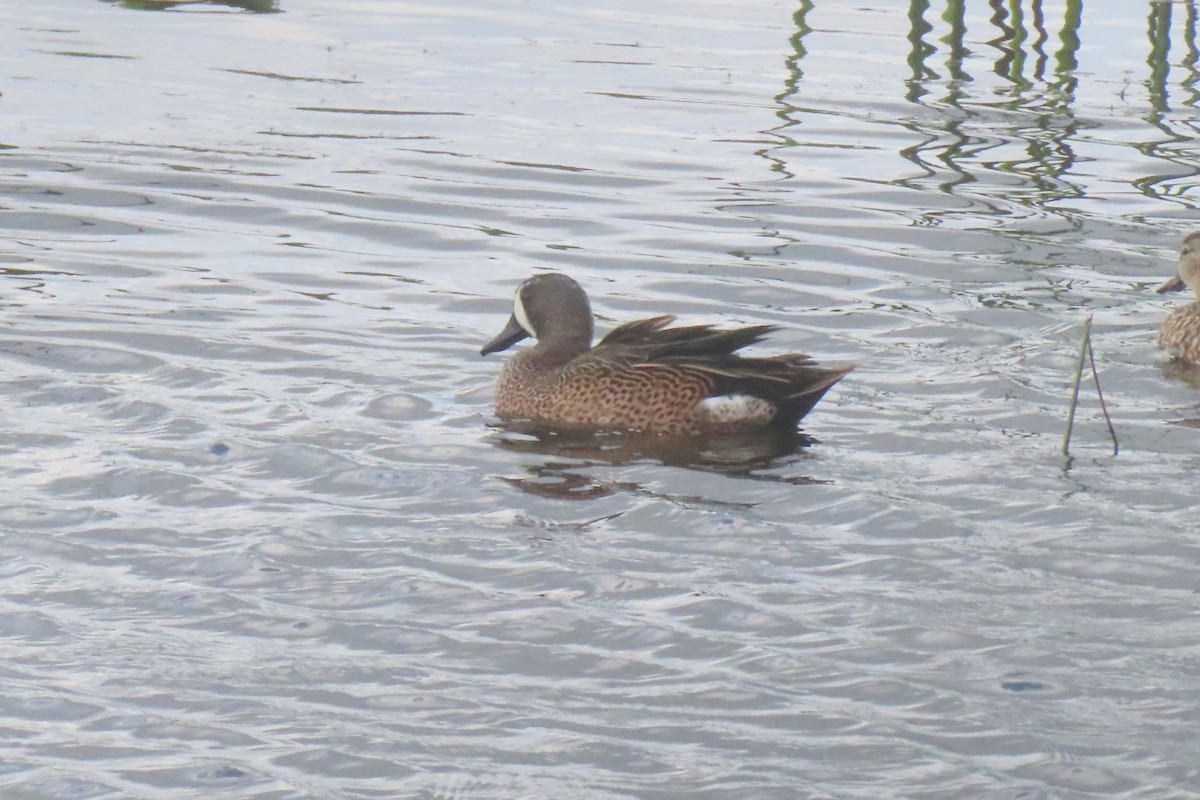 Zertzeta hegalurdina - ML646053469