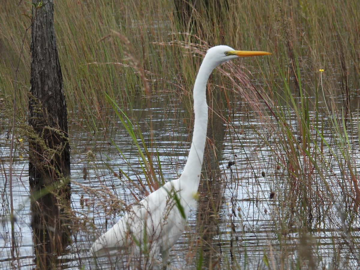 Great Egret - ML646053470