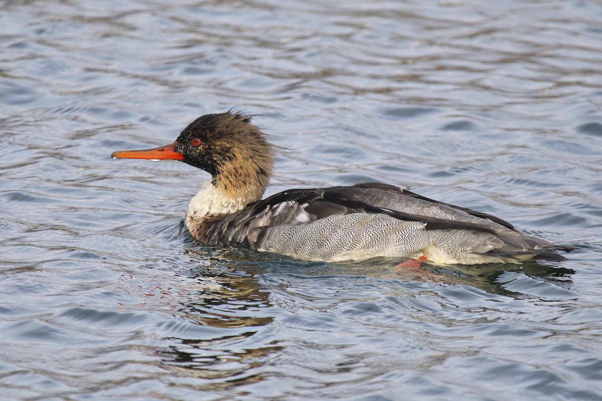 Serreta Mediana - ML646053476