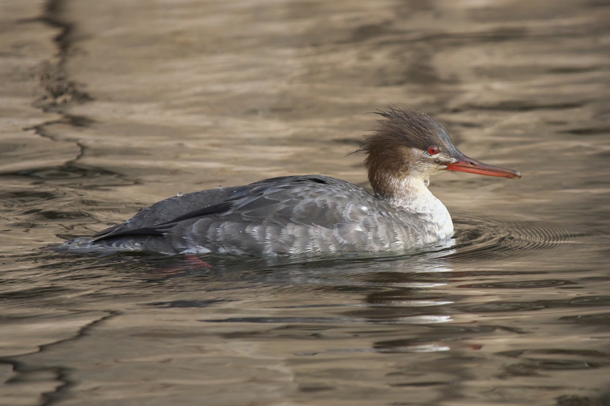 Serreta Mediana - ML646053477