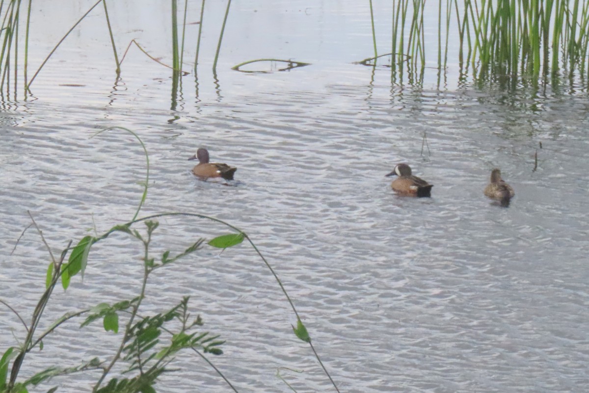 Zertzeta hegalurdina - ML646053481