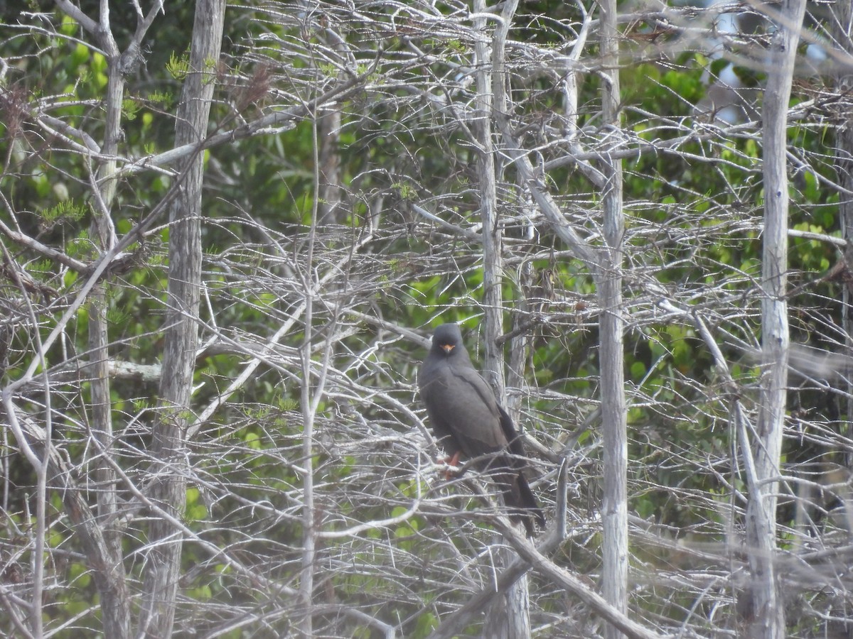 Snail Kite - ML646053483