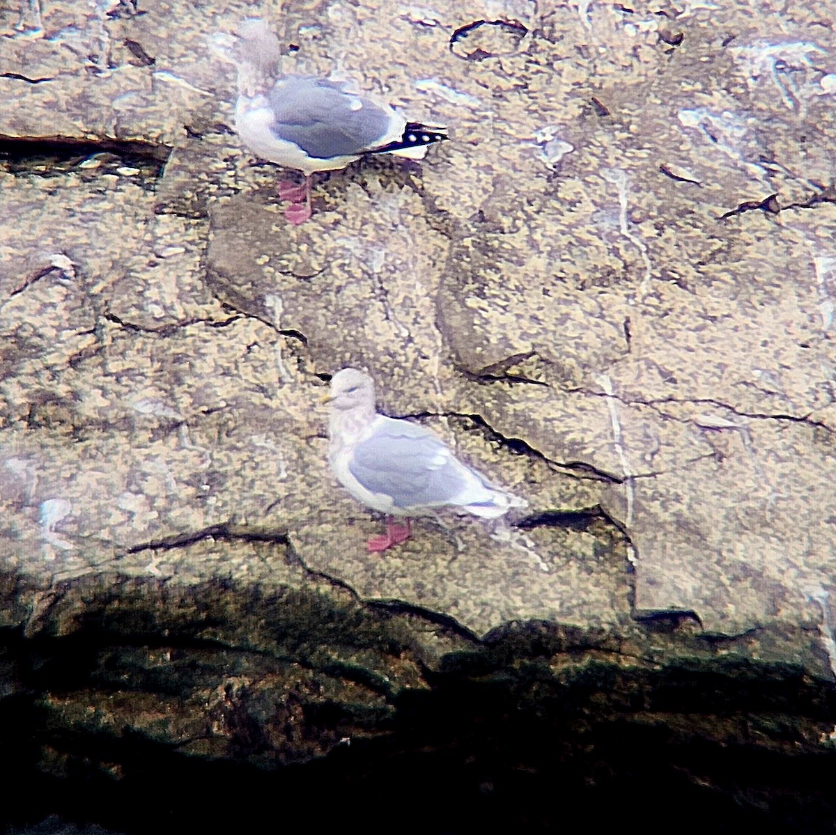 Iceland Gull (kumlieni) - ML646053485