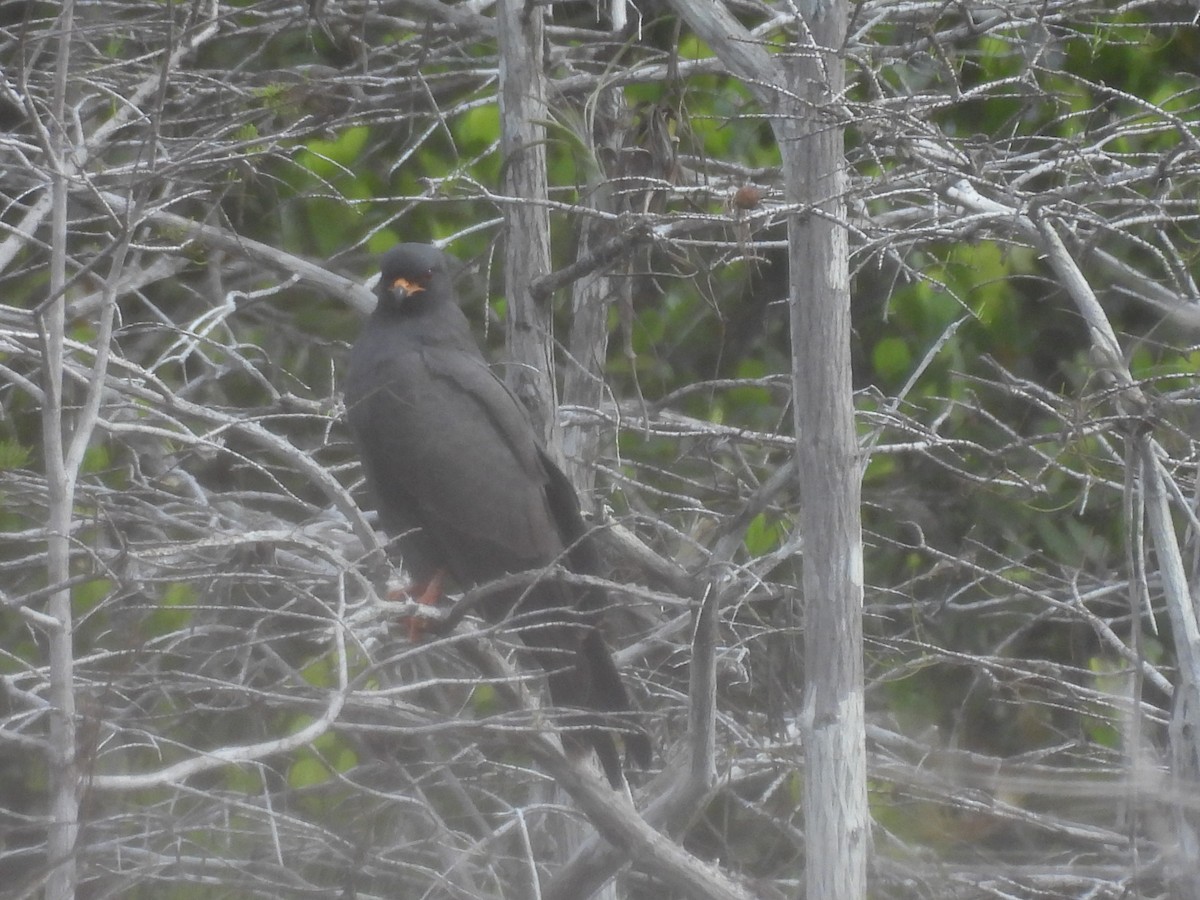 Snail Kite - ML646053486