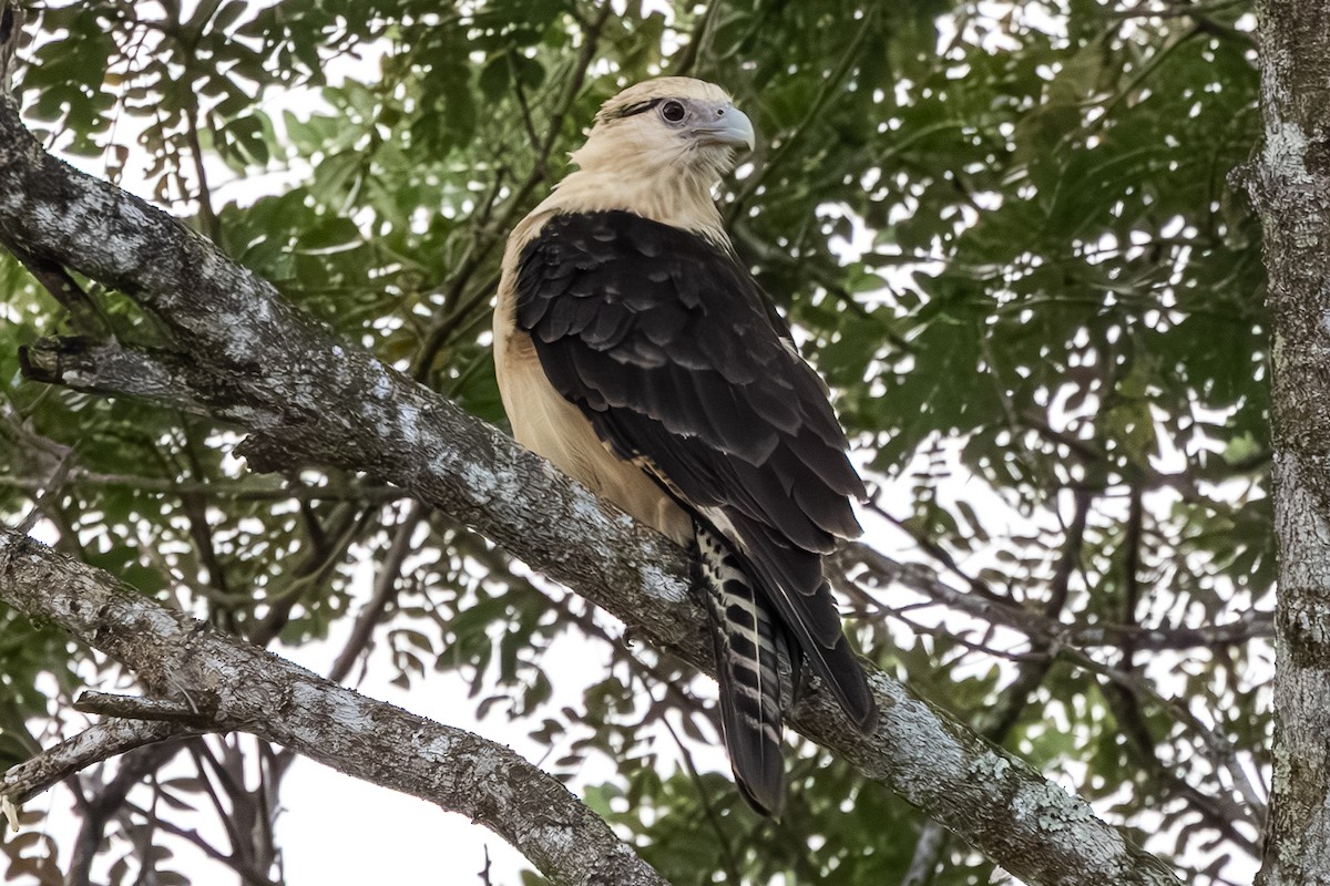 Yellow-headed Caracara - ML646053489