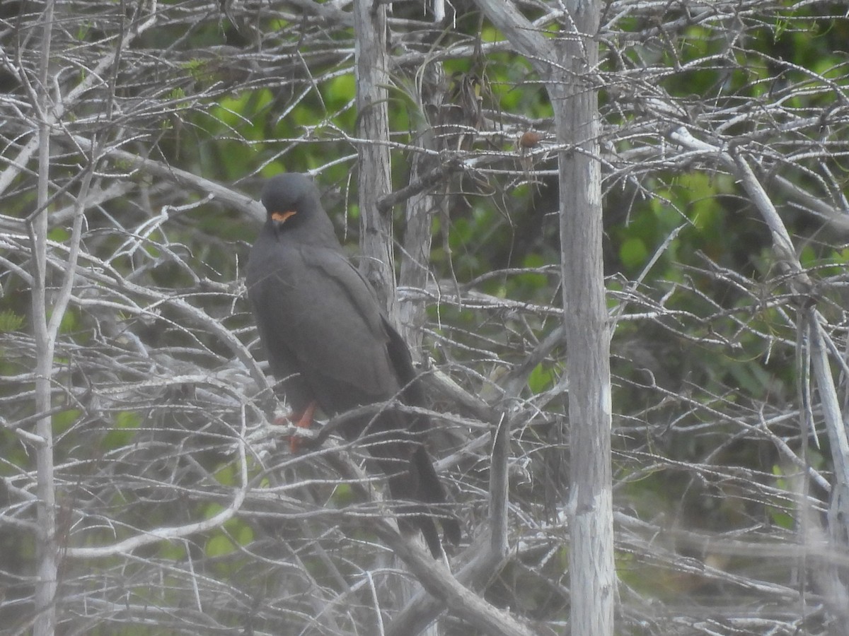 Snail Kite - ML646053491