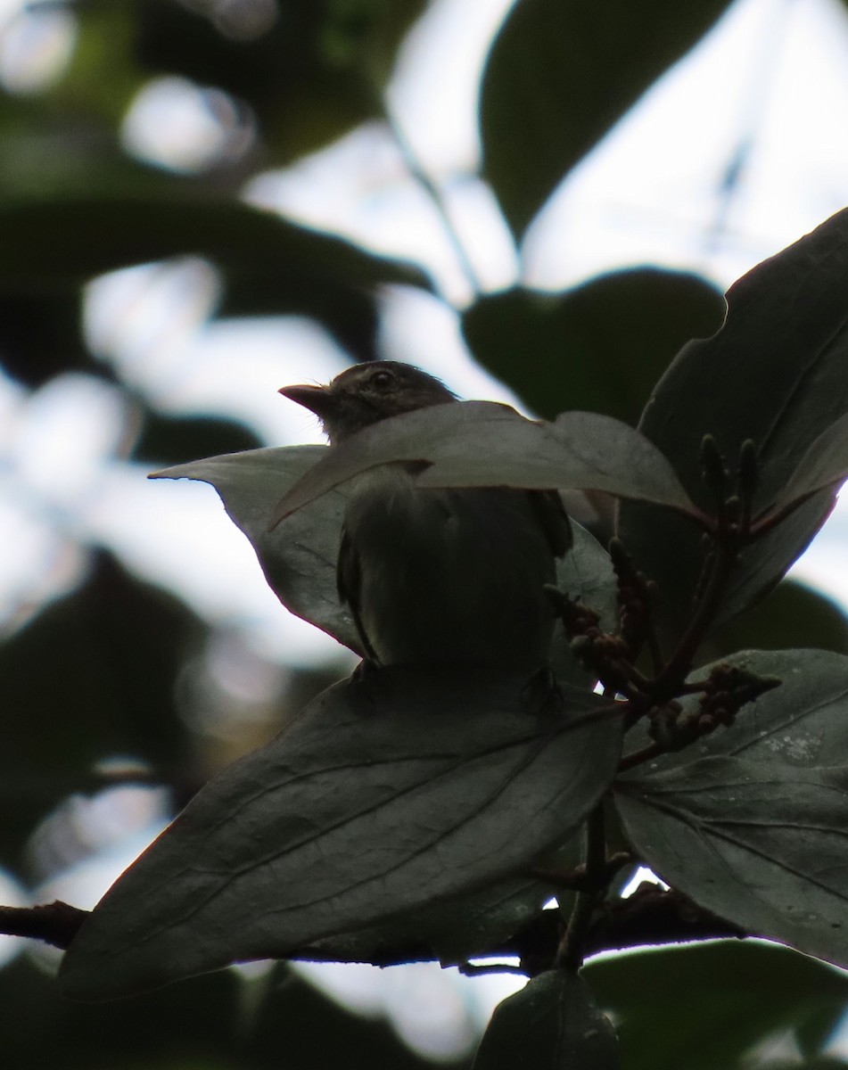 Mistletoe Tyrannulet - ML646053494