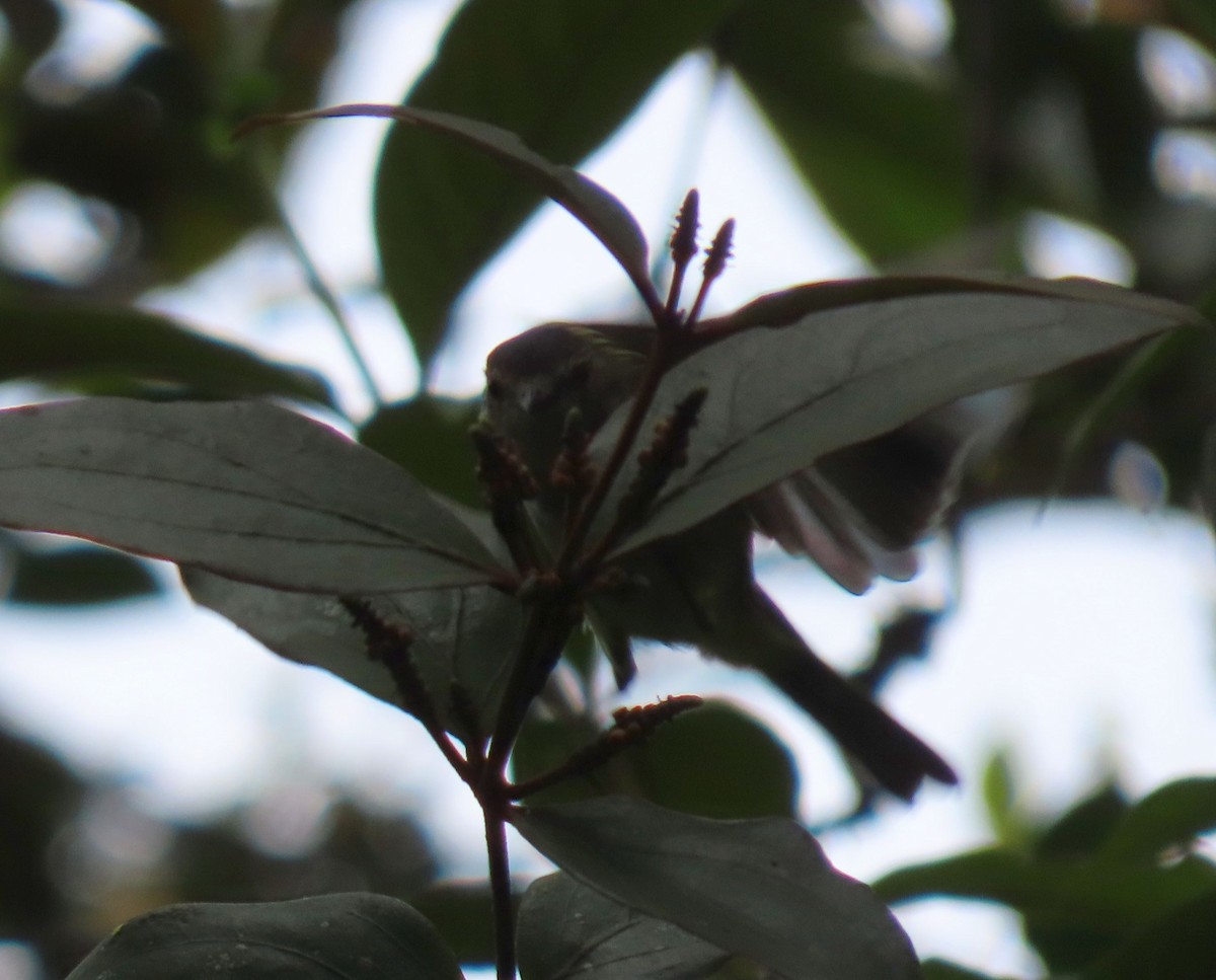 Mistletoe Tyrannulet - ML646053495