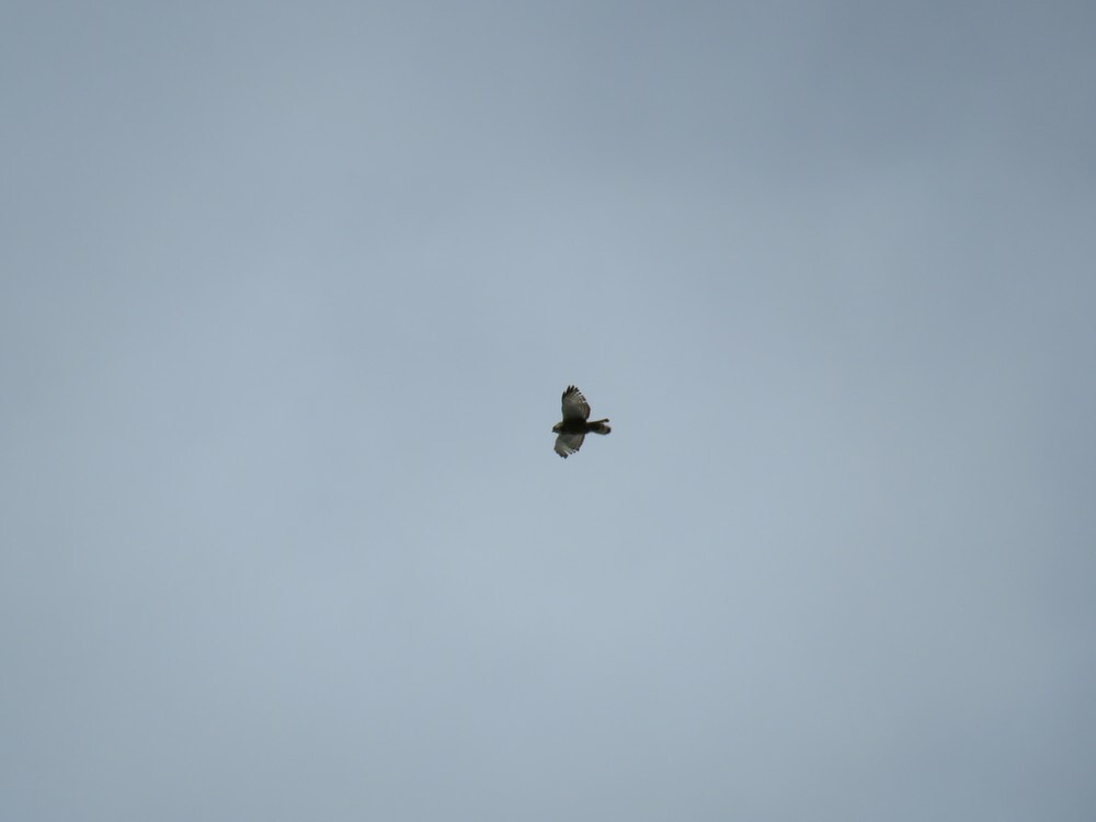 Broad-winged Hawk - ML646053497