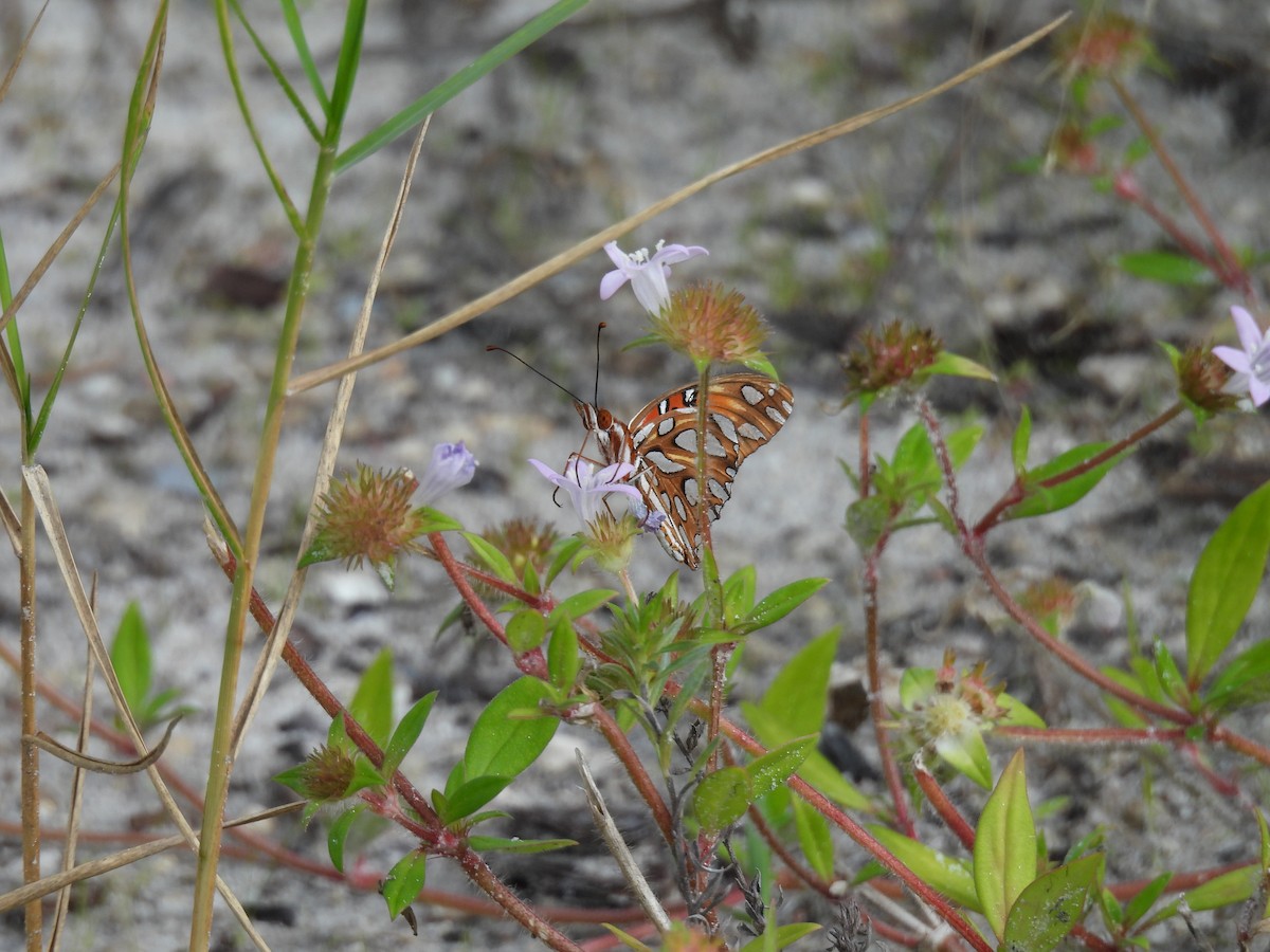 Gulf Fritillary - ML646053509