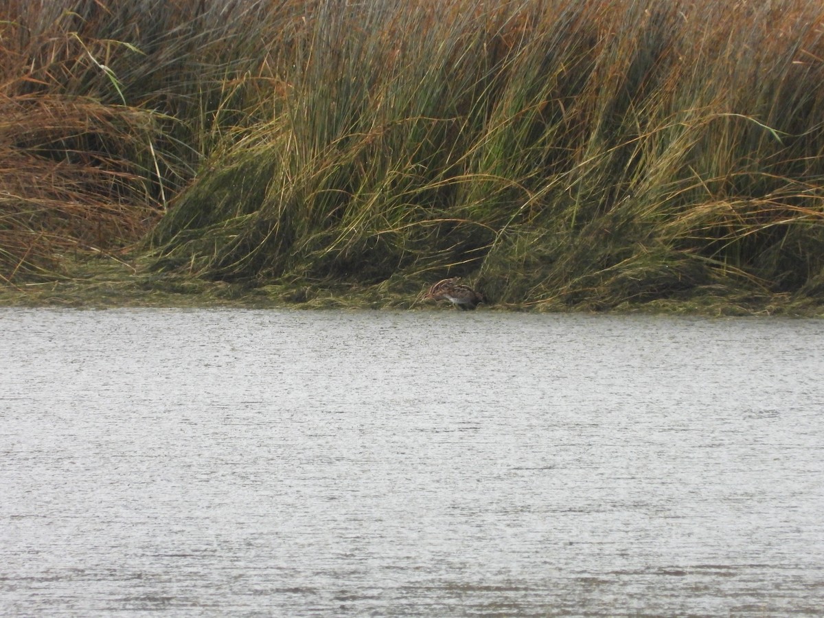 田鷸 - ML646053513