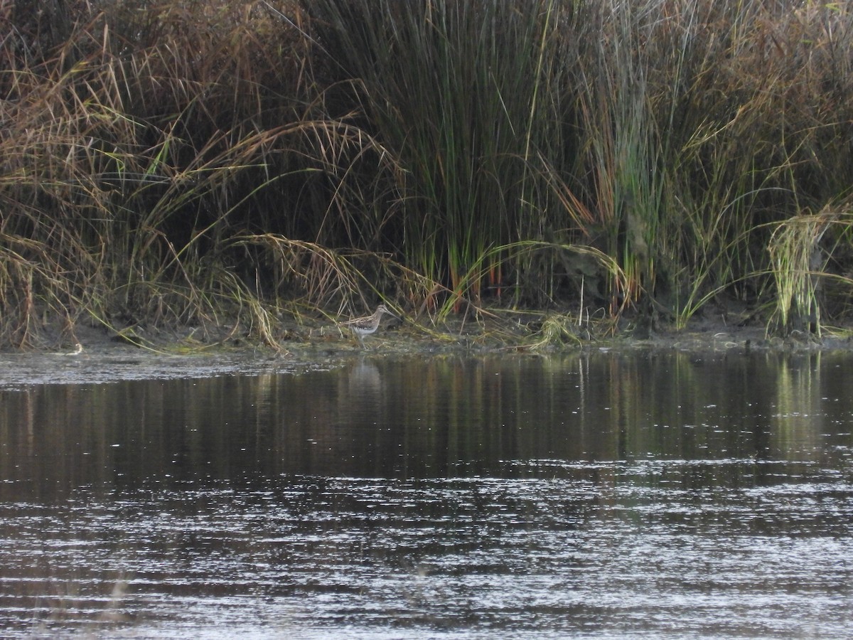 田鷸 - ML646053514