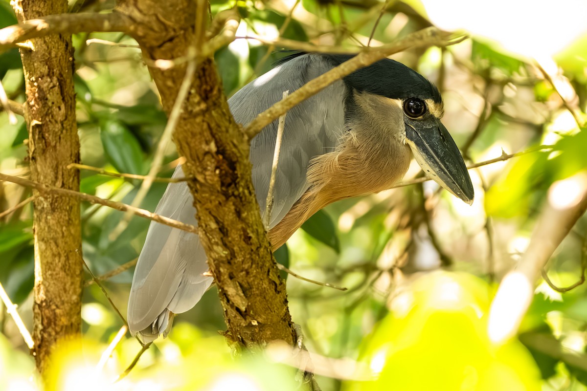 Boat-billed Heron - ML646053539