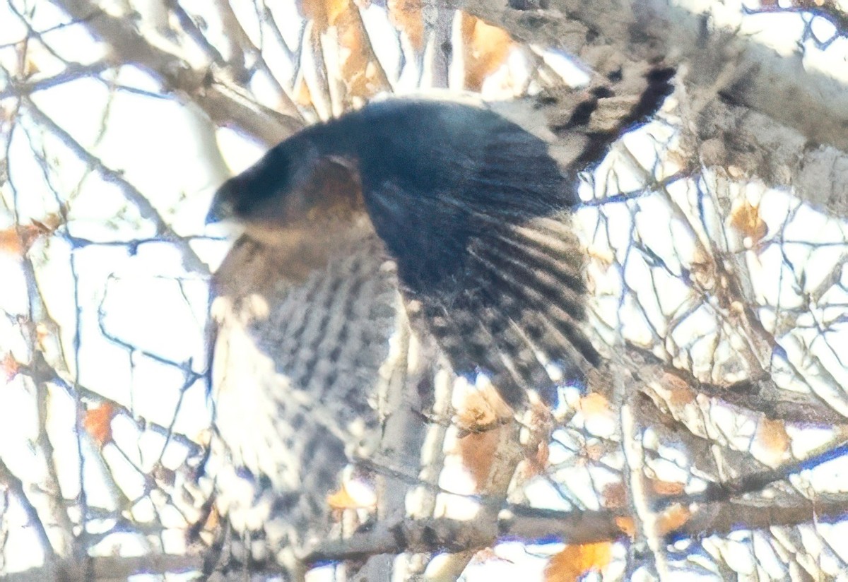 Cooper's Hawk - ML646053540