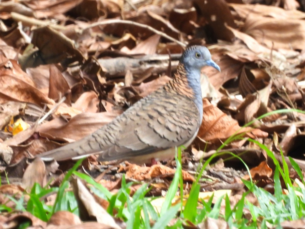 Bar-shouldered Dove - ML646053545
