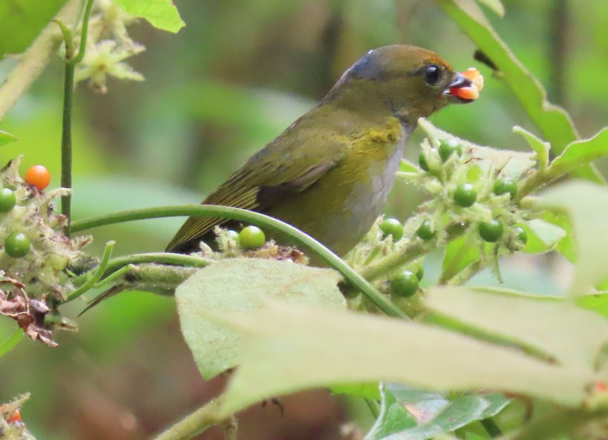 Tawny-capped Euphonia - ML646053546