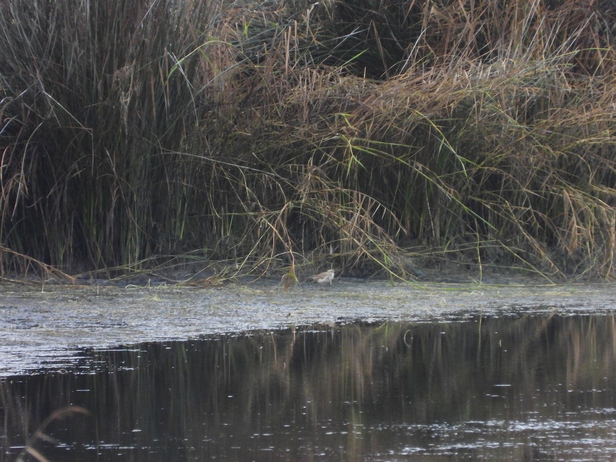 Water Pipit - ML646053547
