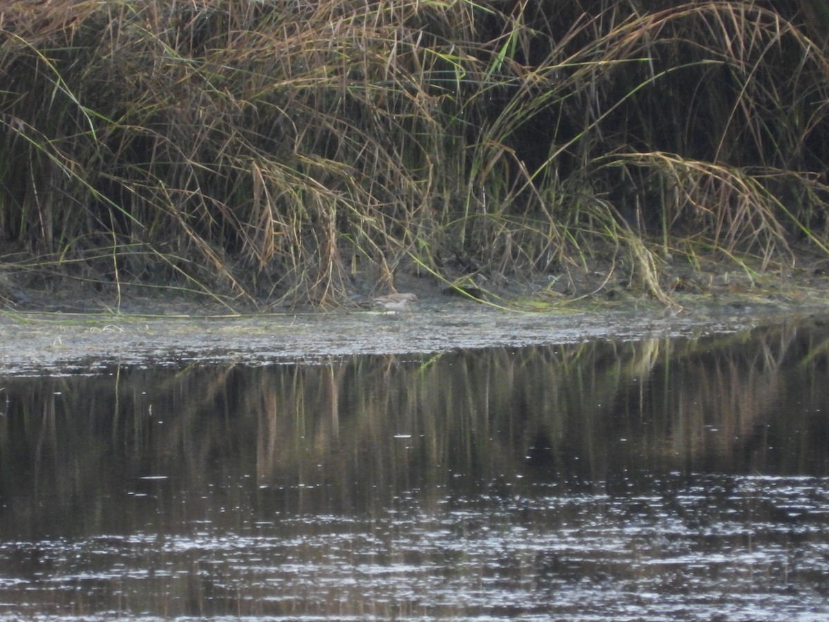 Water Pipit - ML646053548