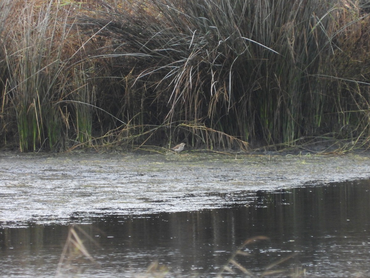 Water Pipit - ML646053549