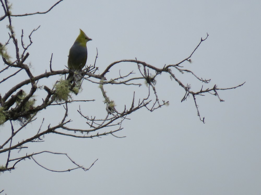 Long-tailed Silky-flycatcher - ML646053550