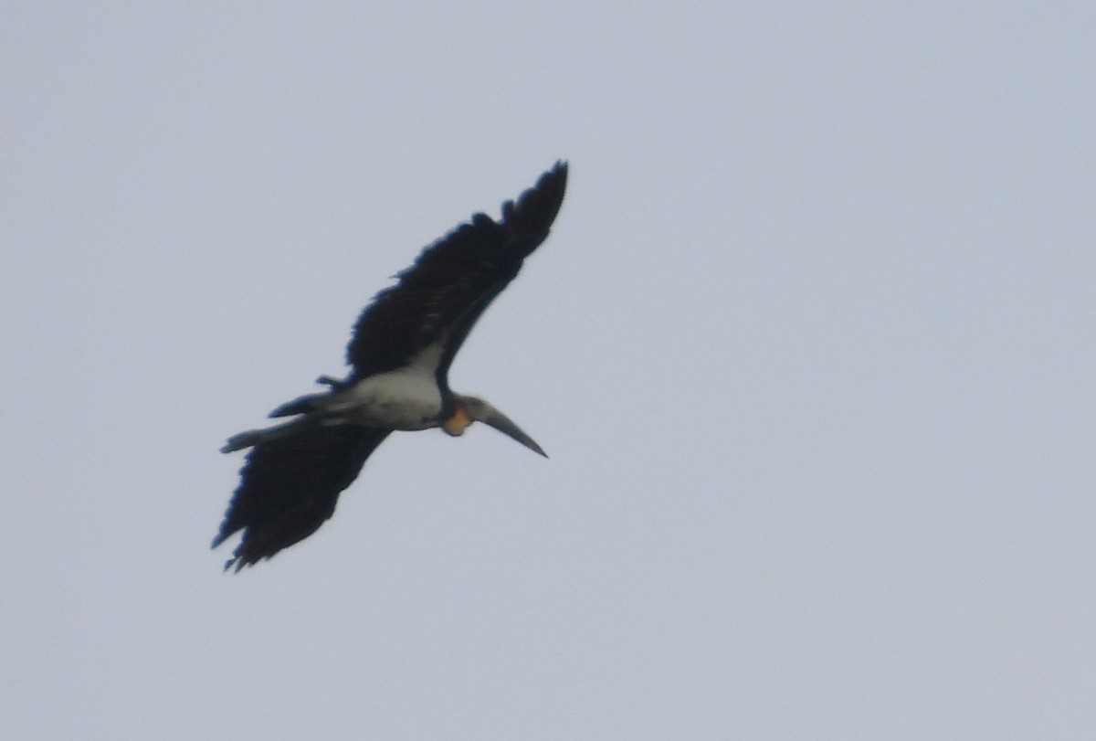 Lesser Adjutant - ML646053551