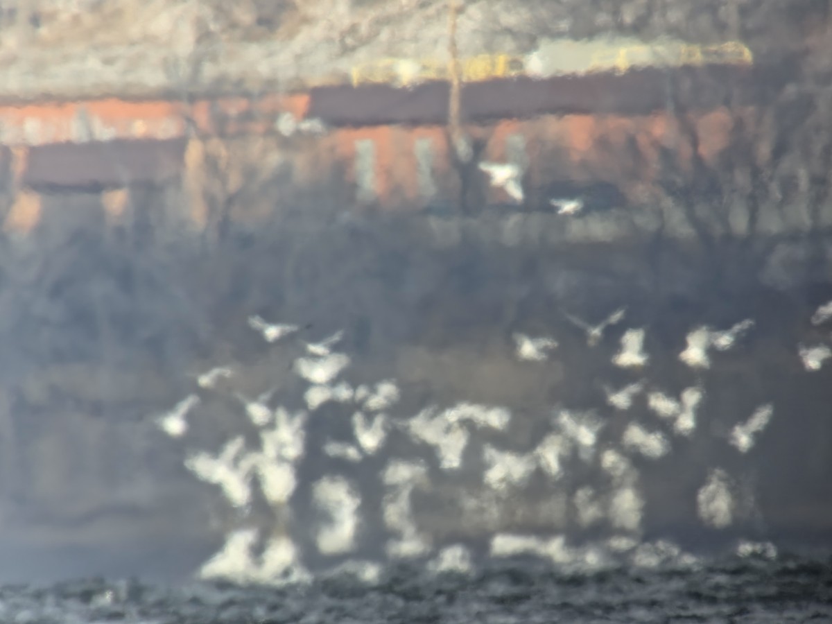 Ring-billed Gull - ML646053552