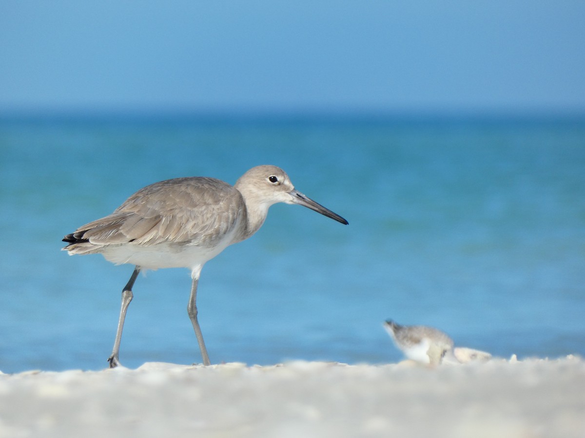 Willet (Western) - ML646053554