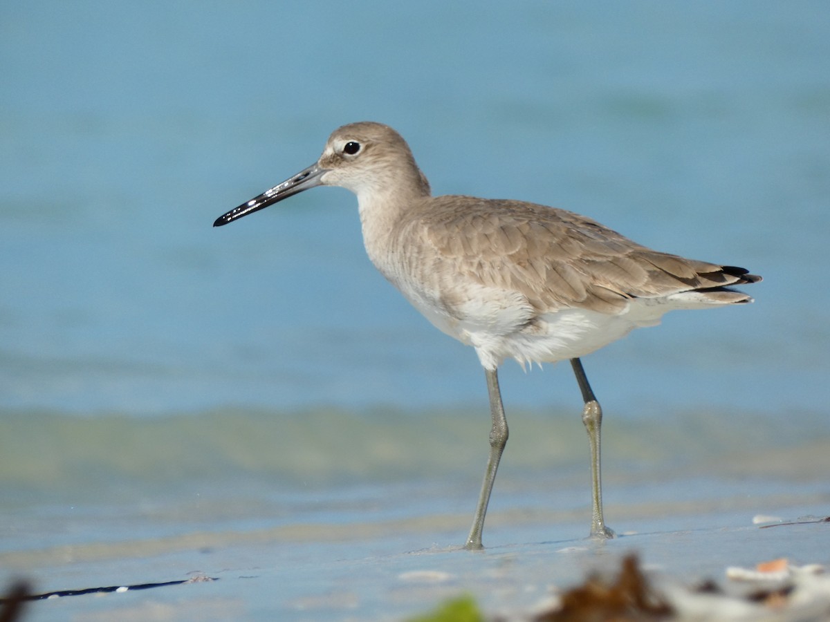Willet (Western) - ML646053555