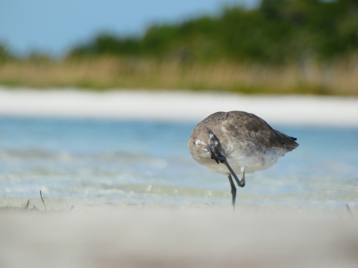 Willet (Western) - ML646053556