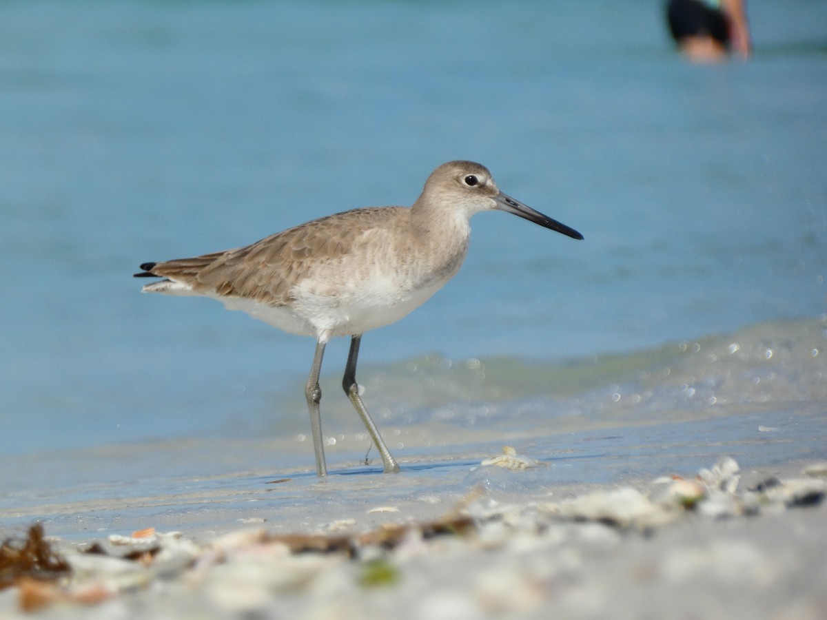Willet (Western) - ML646053558