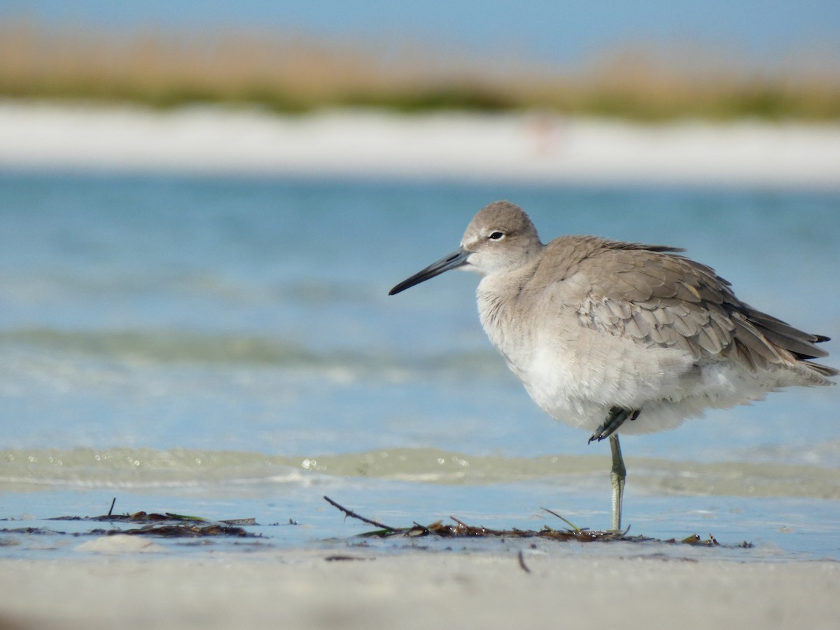 Willet (Western) - ML646053559