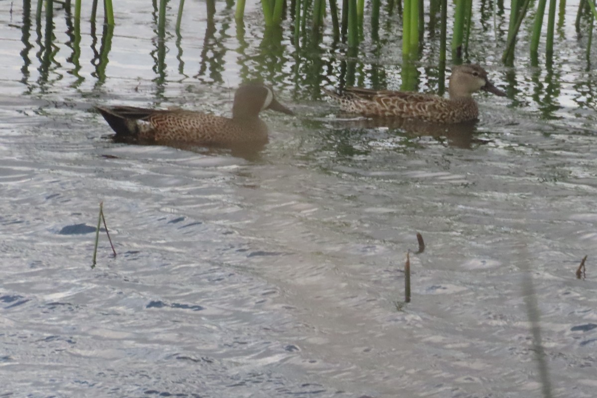 Blue-winged Teal - ML646053561