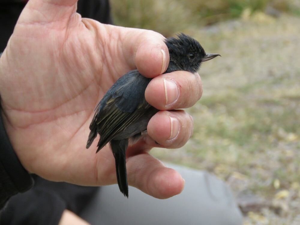 Slaty Flowerpiercer - ML646053562