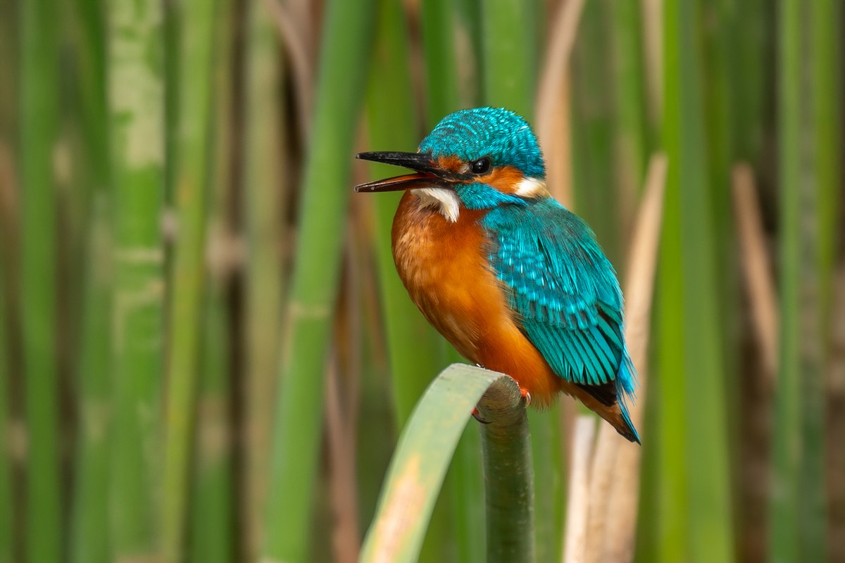 Common Kingfisher - ML646053563