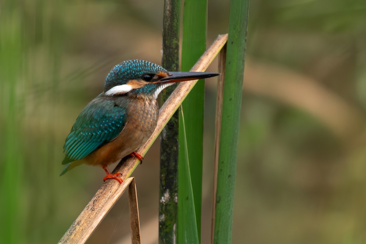 Common Kingfisher - ML646053564