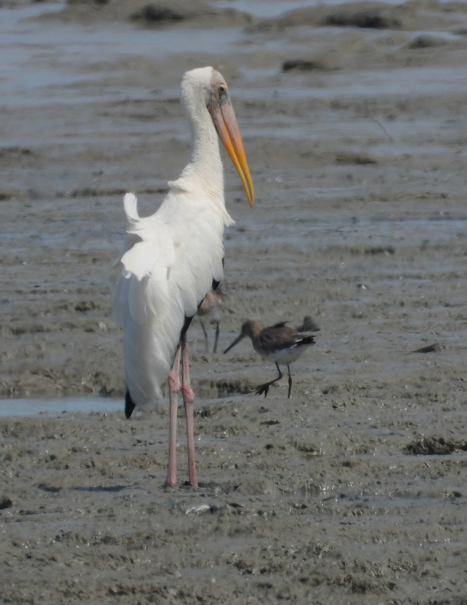 Milky Stork - ML646053565