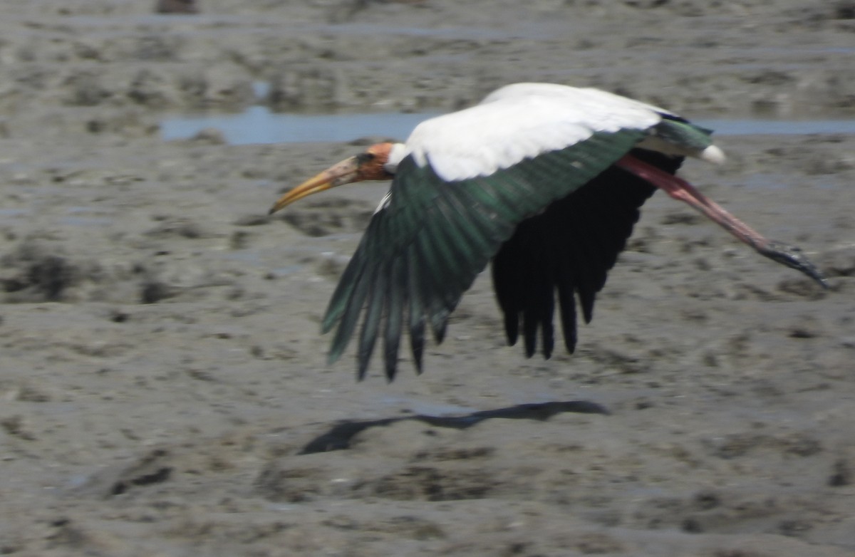 Milky Stork - ML646053566