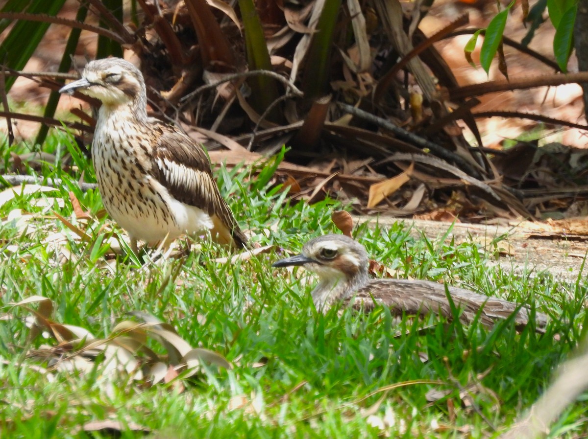Bush Thick-knee - ML646053569