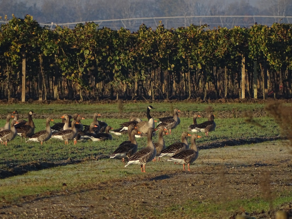 Canada Goose - ML646053570