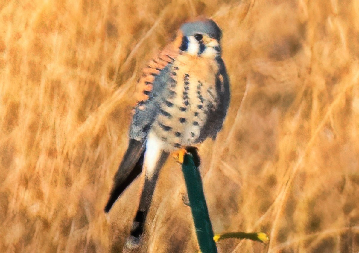 American Kestrel - ML646053571