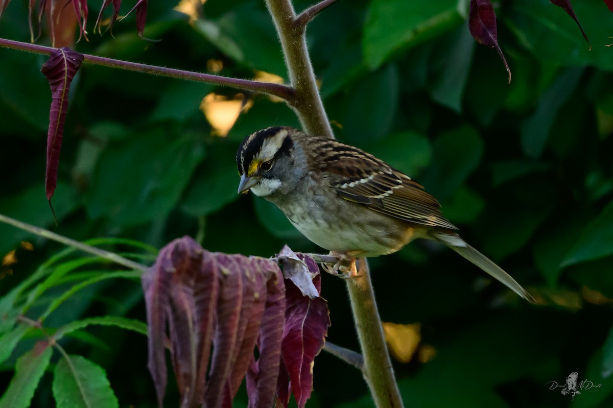 White-throated Sparrow - ML646053572
