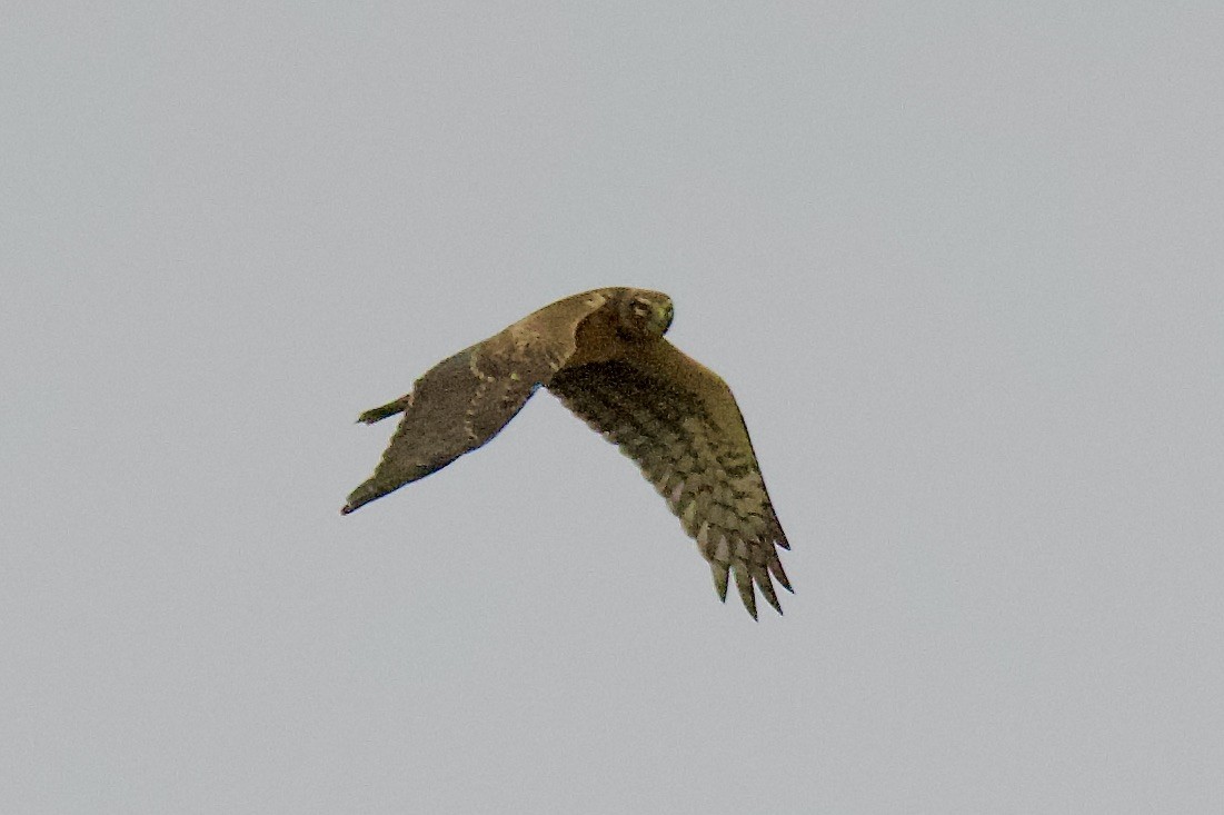 Northern Harrier - ML646053573