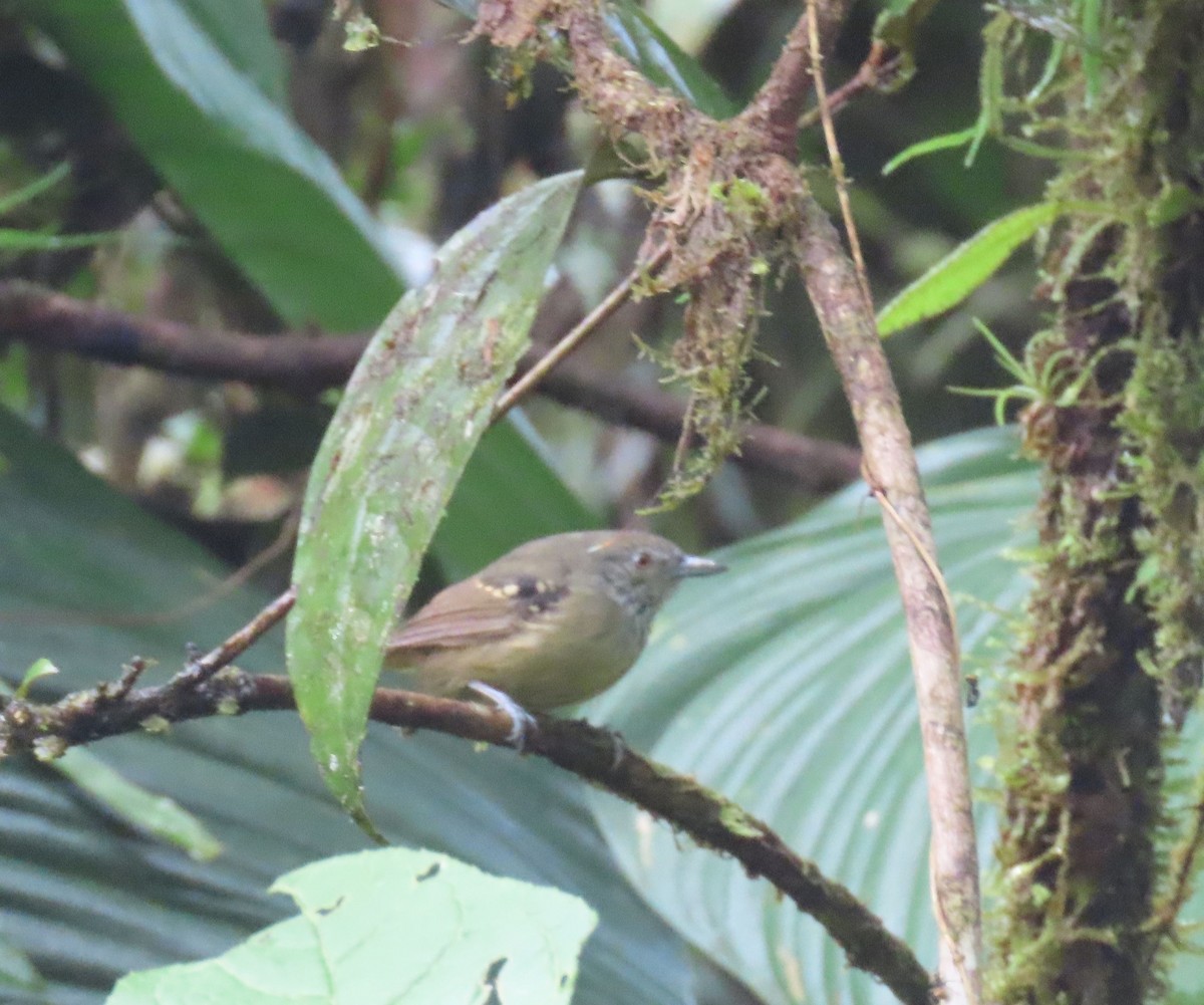 Checker-throated Stipplethroat - ML646053574