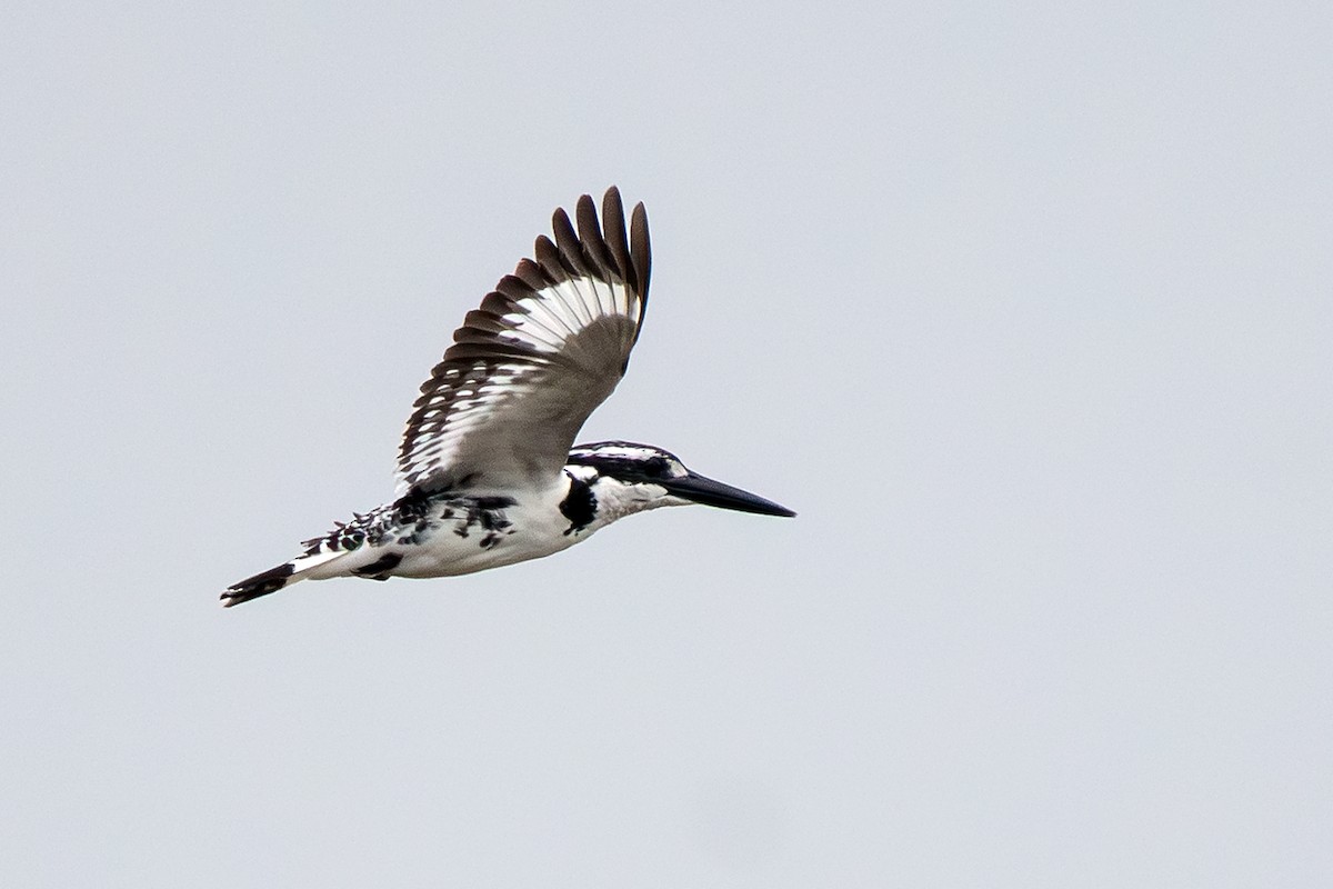 Pied Kingfisher - ML646053576