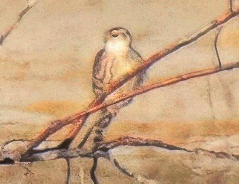 Merlin (Prairie) - ML646053577