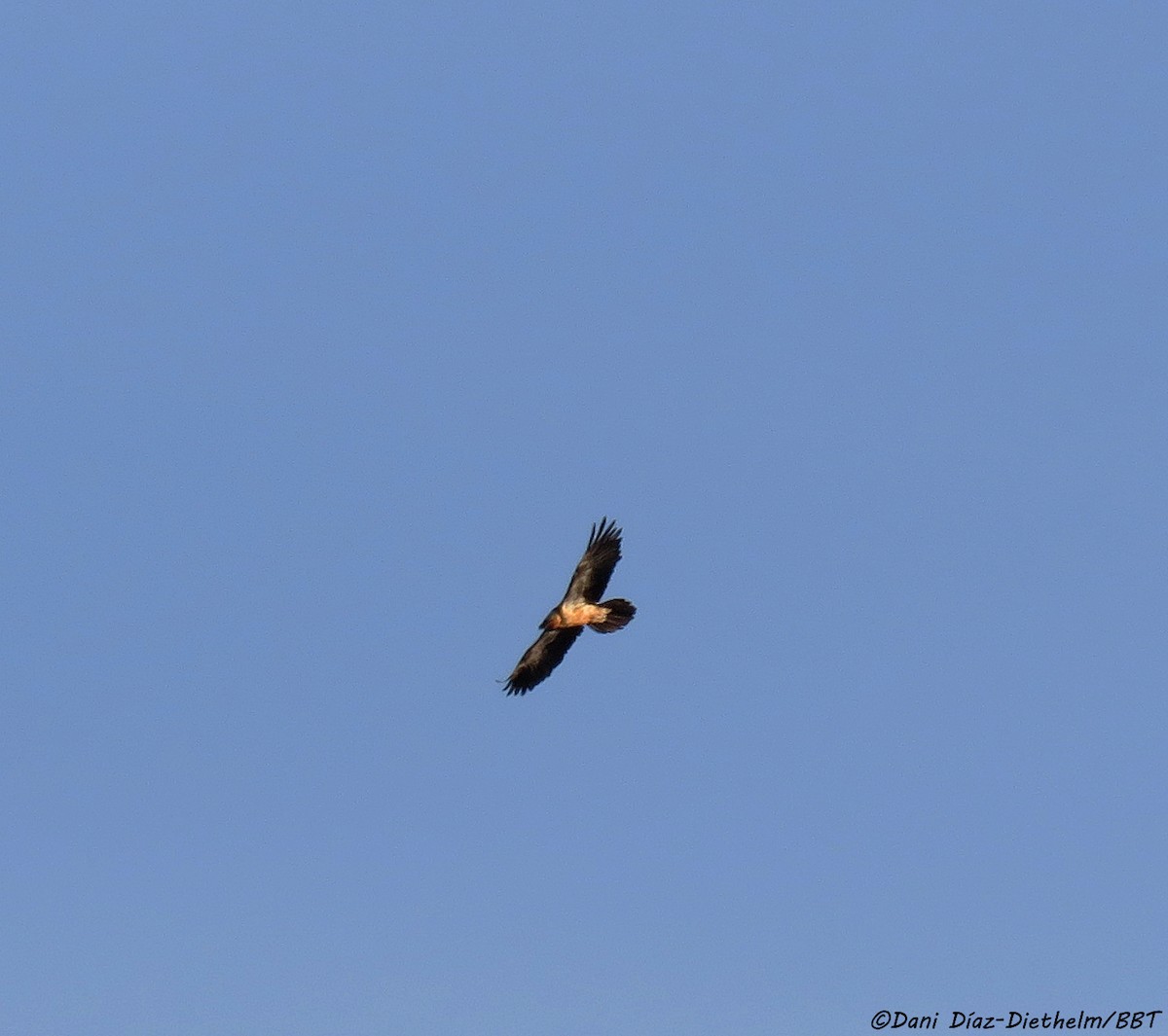 orlosup bradatý - ML646053578