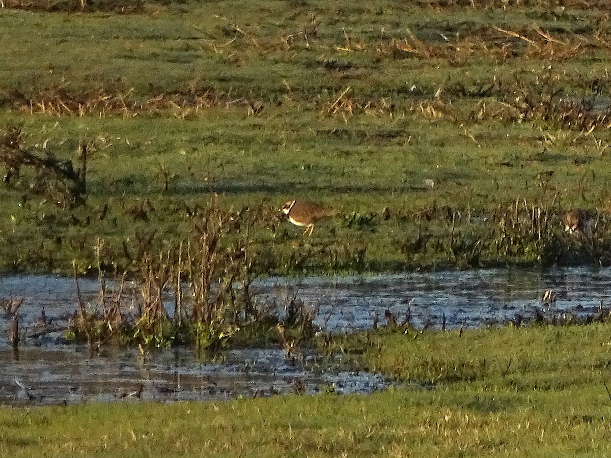 Little Ringed Plover - ML646053580