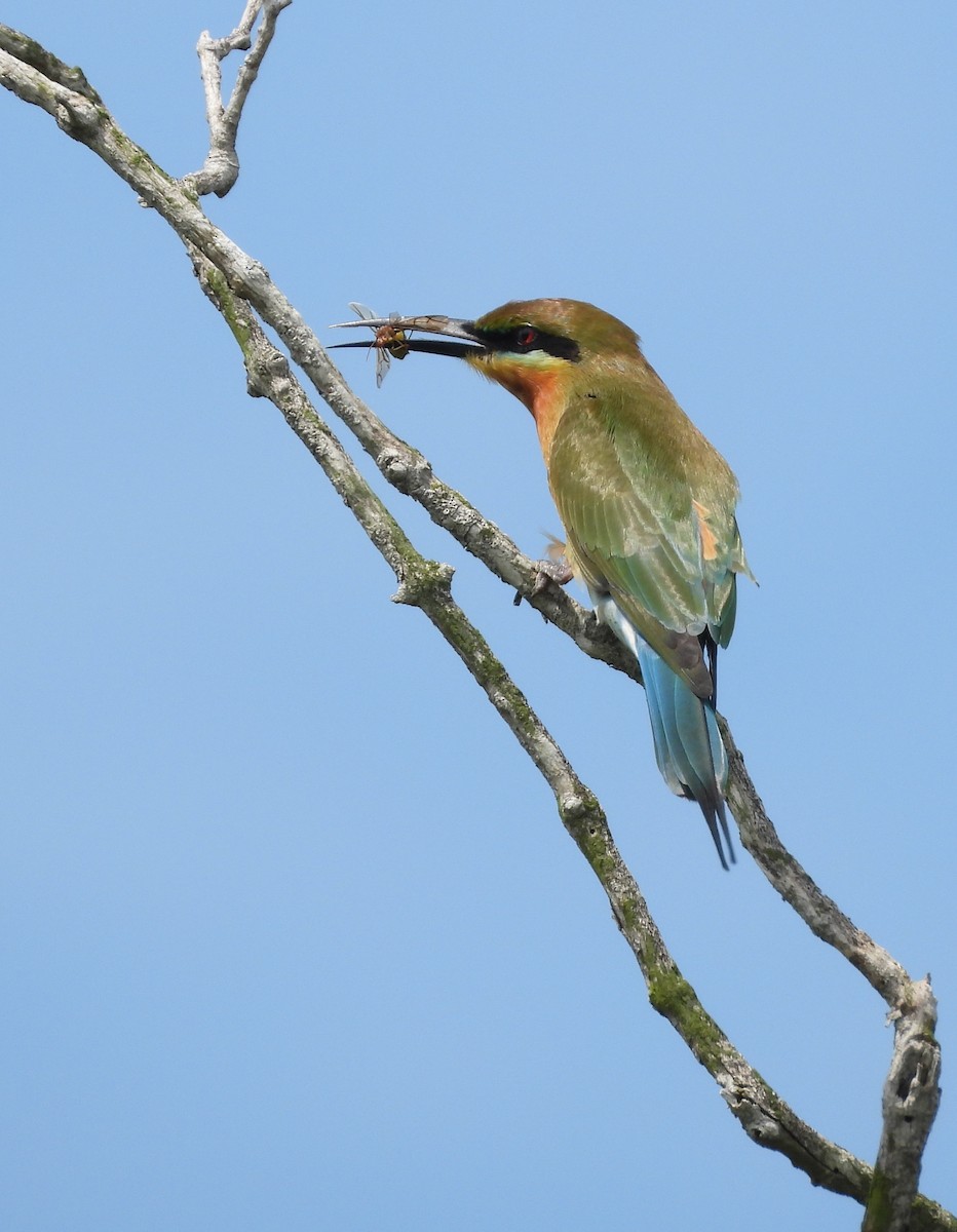 Blue-tailed Bee-eater - ML646053584