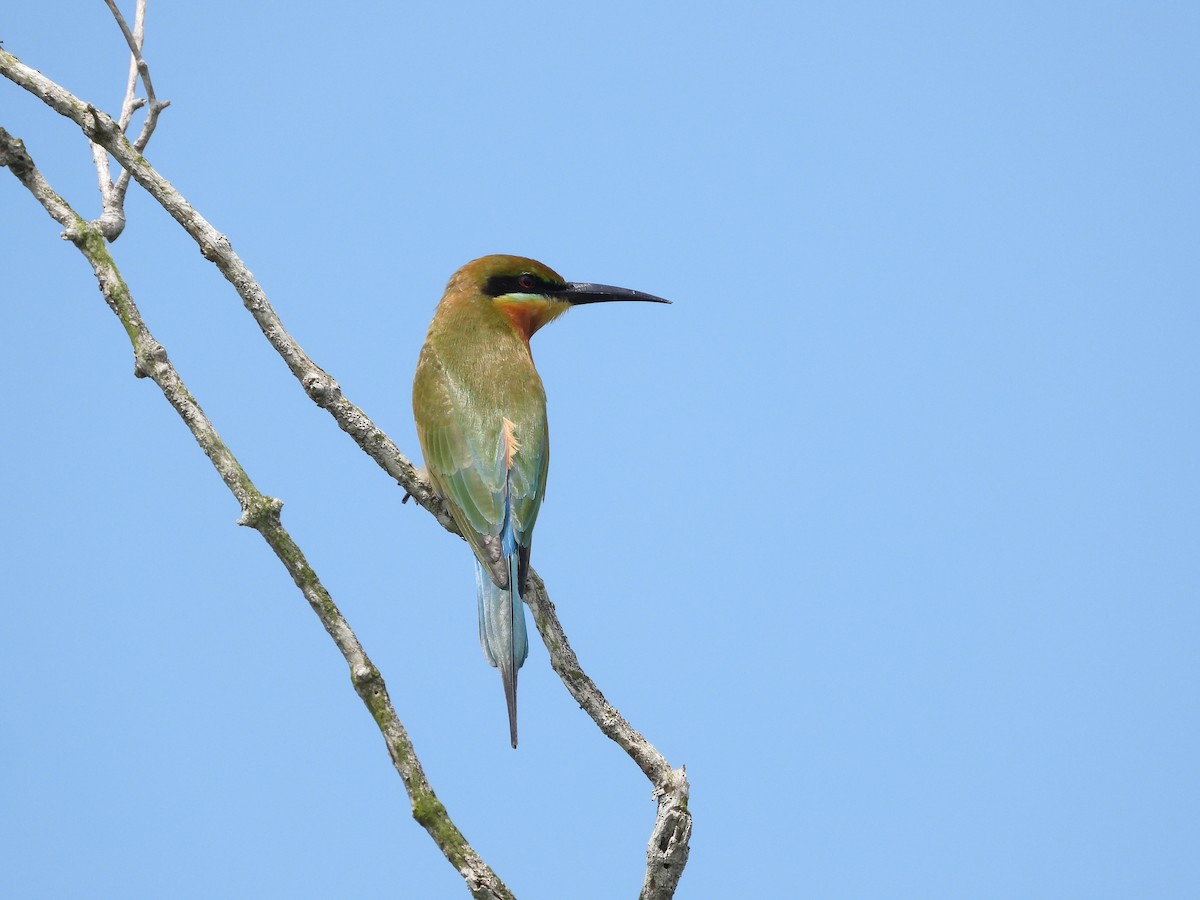 Blue-tailed Bee-eater - ML646053585