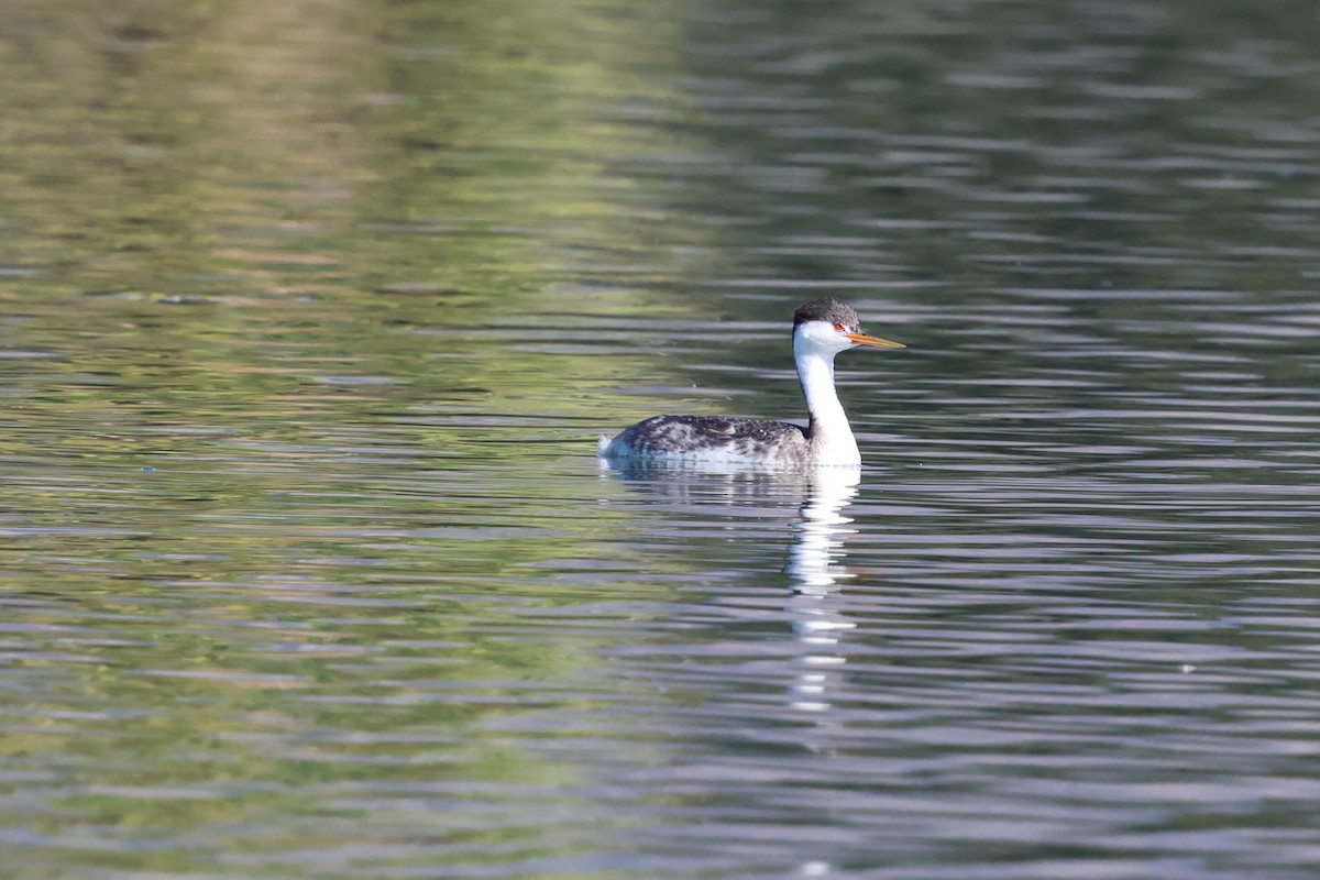 Clark's Grebe - ML646053587